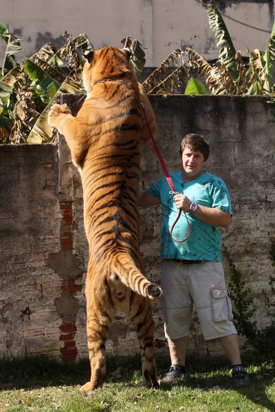 There are domestic tigers in a Brazilian family