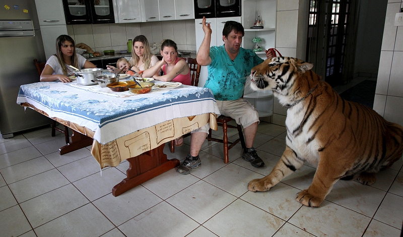 There are domestic tigers in a Brazilian family