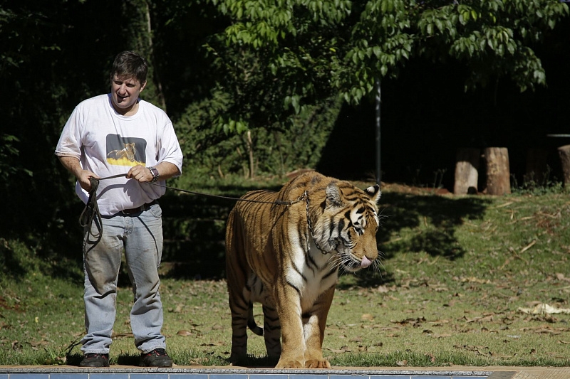 There are domestic tigers in a Brazilian family