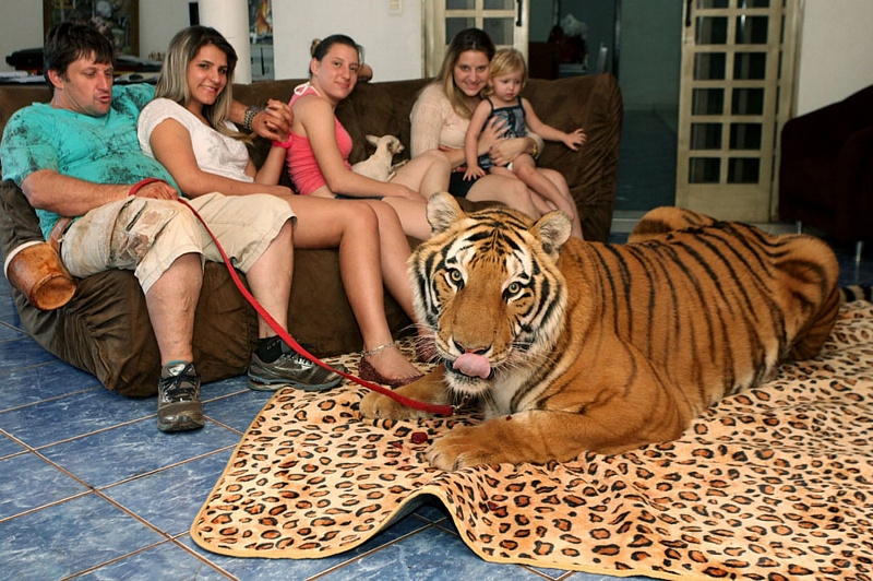 There are domestic tigers in a Brazilian family