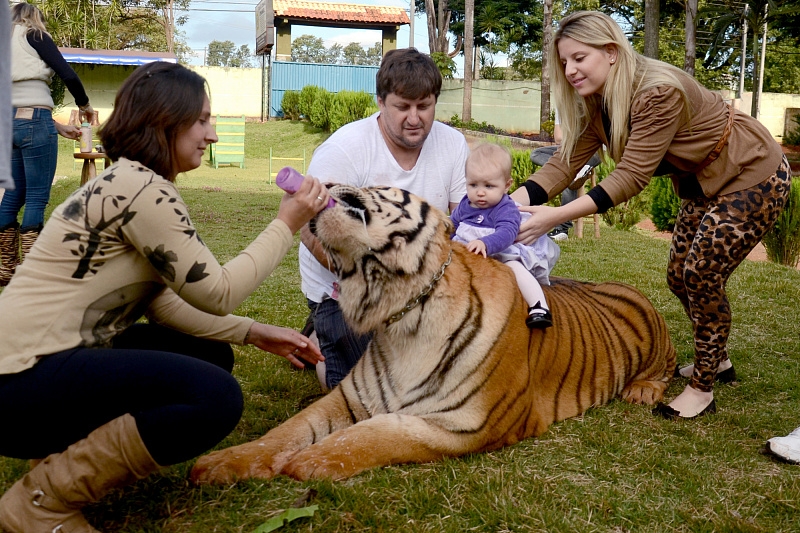 There are domestic tigers in a Brazilian family