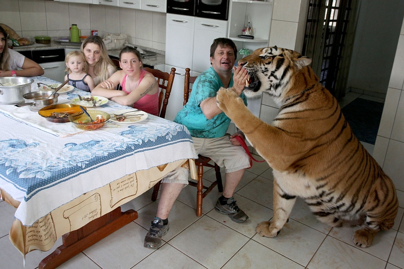 There are domestic tigers in a Brazilian family