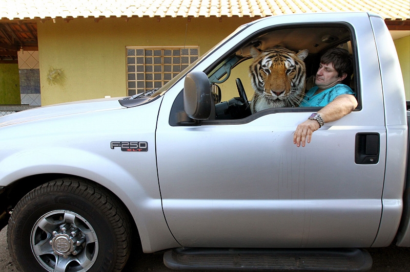 There are domestic tigers in a Brazilian family