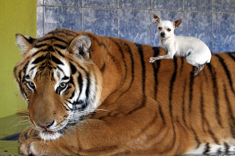 There are domestic tigers in a Brazilian family