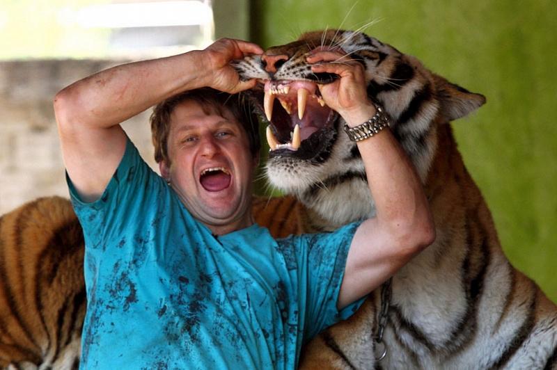 There are domestic tigers in a Brazilian family