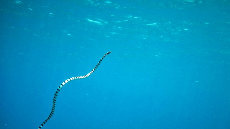 What is the danger of foam on the beaches of Australia — what does it conceal? | Snakes on the beaches