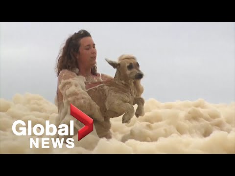 What is the danger of foam on the beaches of Australia — what does it conceal? | Snakes on the beaches