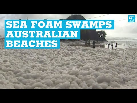 What is the danger of foam on the beaches of Australia — what does it conceal? | Snakes on the beaches