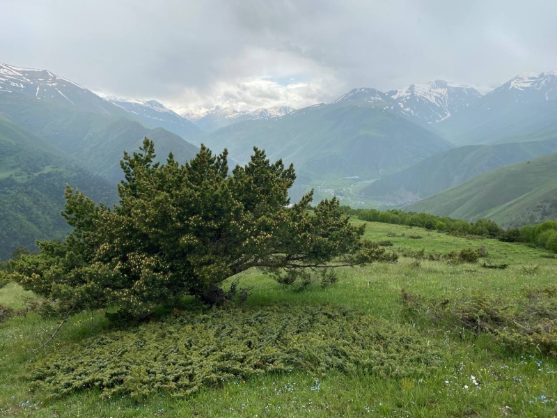 A trip to the Tsmiakom gorge for the flowering of rhododendrons