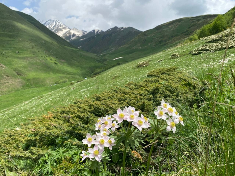 A trip to the Tsmiakom gorge for the flowering of rhododendrons