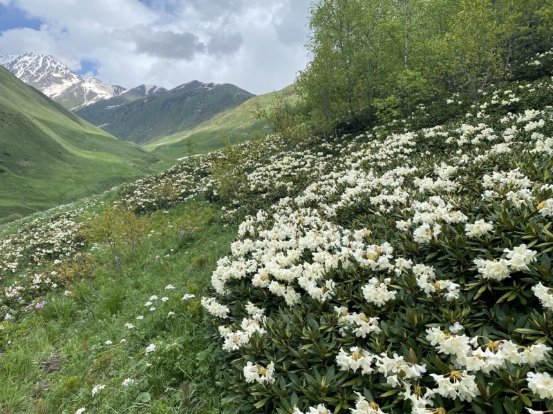 A trip to the Tsmiakom gorge for the flowering of rhododendrons