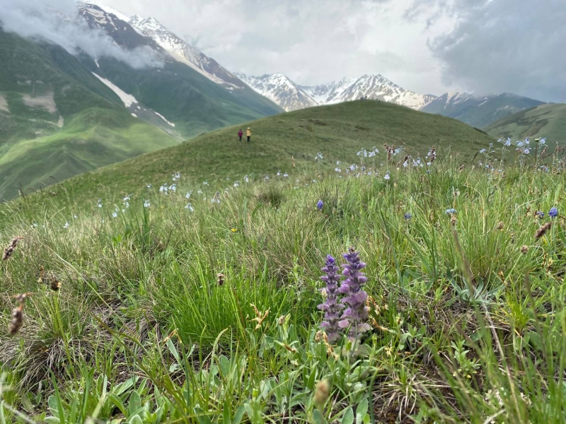 A trip to the Tsmiakom gorge for the flowering of rhododendrons