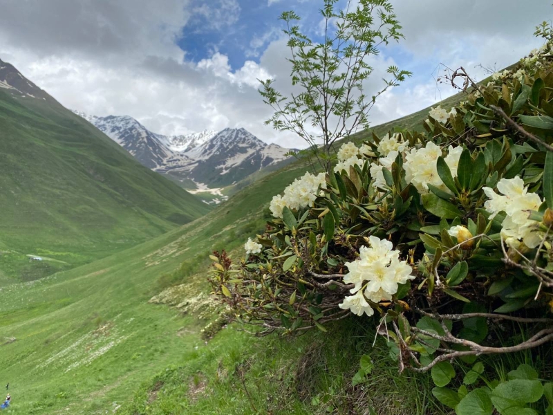 A trip to the Tsmiakom gorge for the flowering of rhododendrons