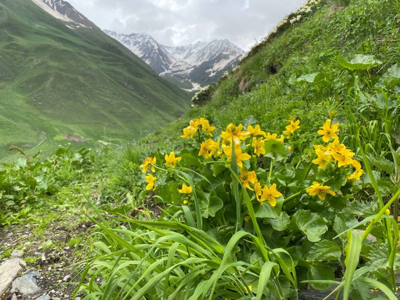 A trip to the Tsmiakom gorge for the flowering of rhododendrons