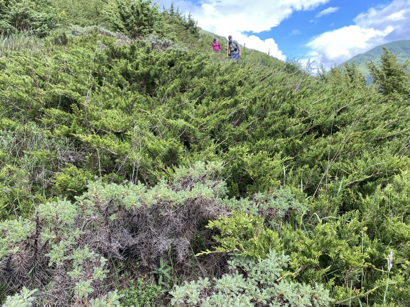 A trip to the Tsmiakom gorge for the flowering of rhododendrons