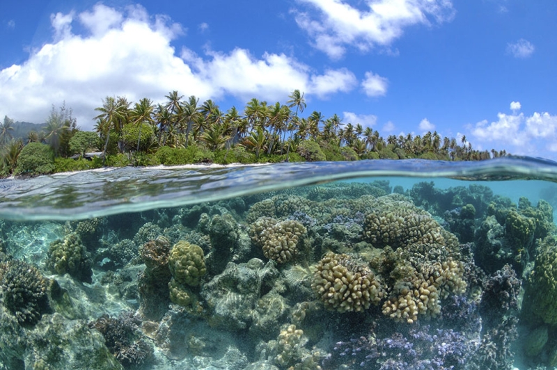 Coral reef — how does it grow and form, what does it consist of? | Photos, videos