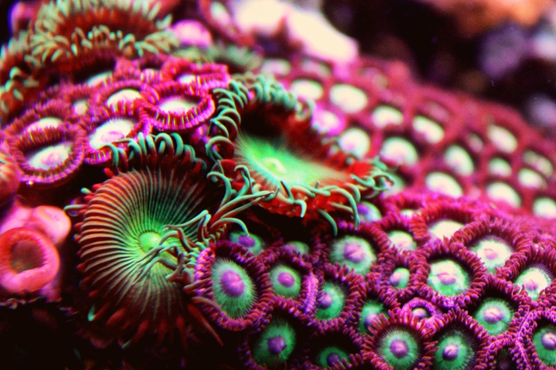 Coral reef — how does it grow and form, what does it consist of? | Photos, videos