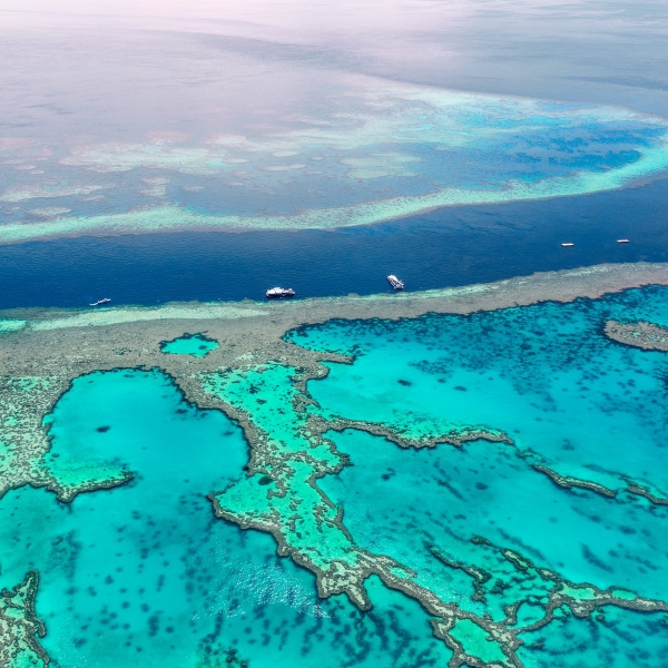 Coral reef — how does it grow and form, what does it consist of? | Photos, videos