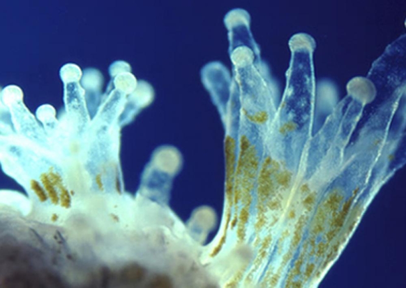 Coral reef — how does it grow and form, what does it consist of? | Photos, videos