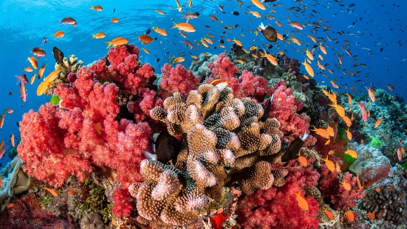 Coral reef — how does it grow and form, what does it consist of? | Photos, videos