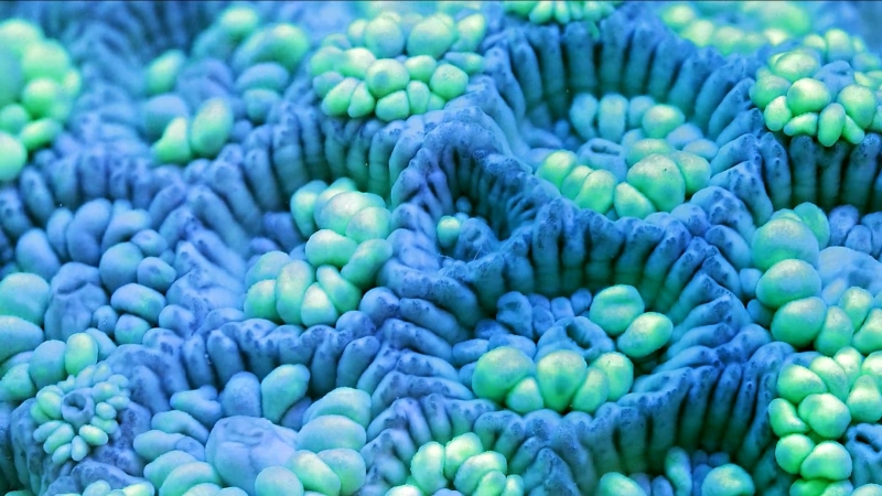 Coral reef — how does it grow and form, what does it consist of? | Photos, videos