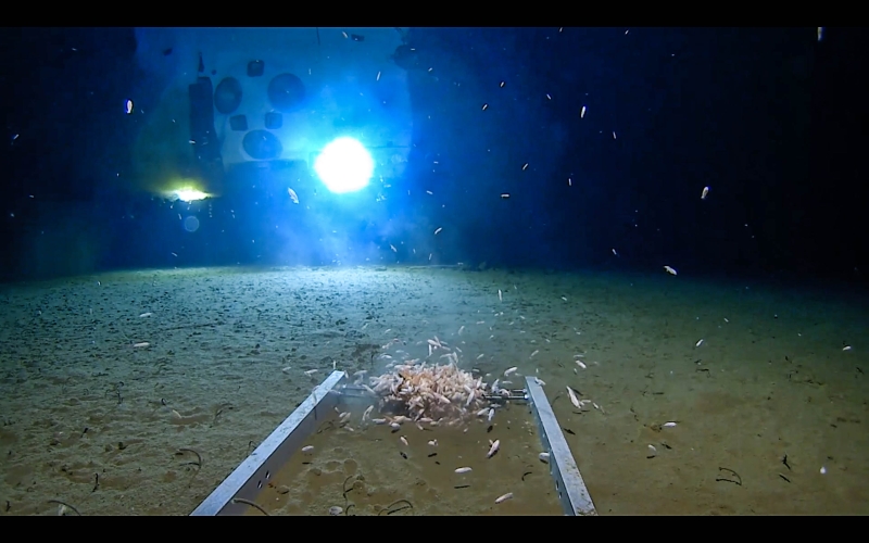 Mariana Trench – what does it look like, where is it and what is at the bottom?