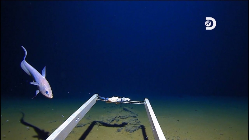 Mariana Trench – what does it look like, where is it and what is at the bottom?