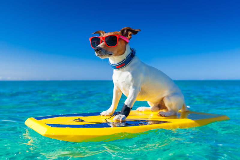 Did you know that dogs are banned in the Maldives? | Why are there no dogs in the Maldives