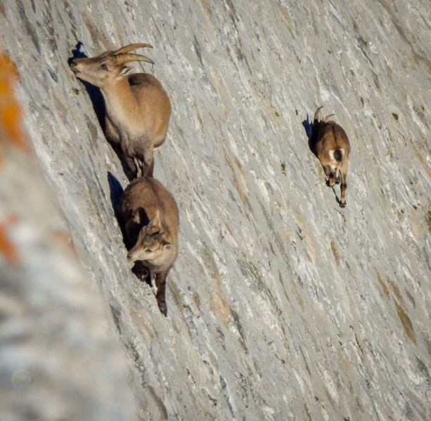 Goats hang on the Diga del Cingino dam in Italy | goats on the dam