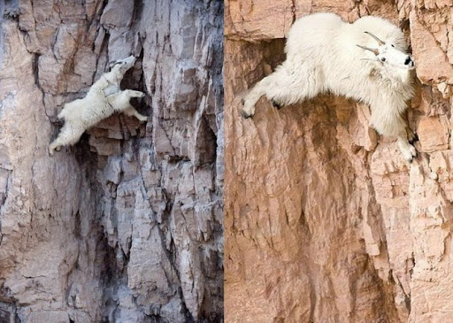 Goats hang on the Diga del Cingino dam in Italy | goats on the dam