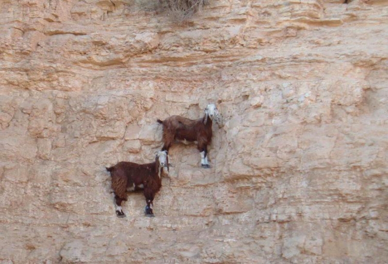 Goats hang on the Diga del Cingino dam in Italy | goats on the dam
