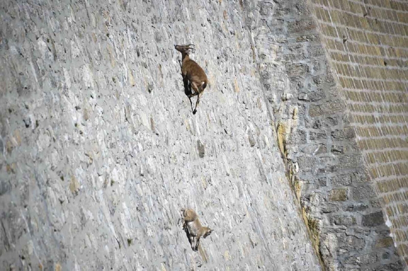 Goats hang on the Diga del Cingino dam in Italy | goats on the dam