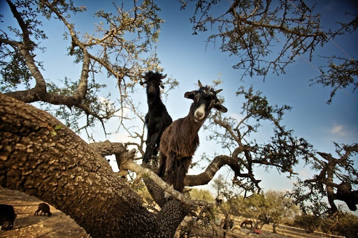 Goats hang on the Diga del Cingino dam in Italy | goats on the dam