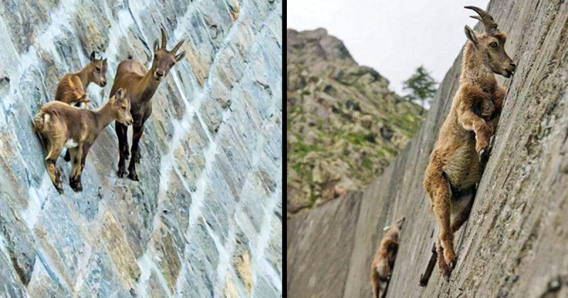 Goats hang on the Diga del Cingino dam in Italy | goats on the dam