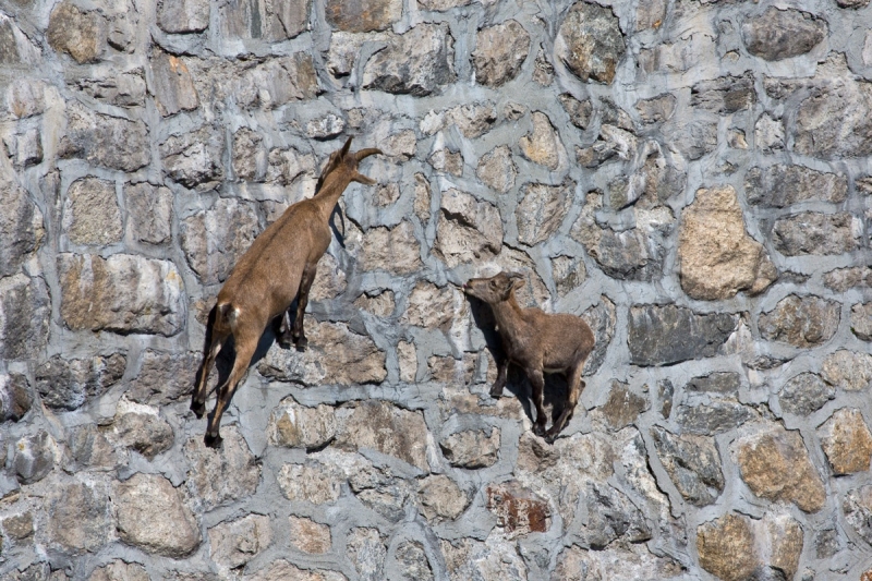 Goats hang on the Diga del Cingino dam in Italy | goats on the dam