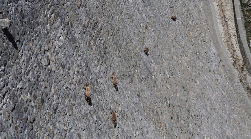 Goats hang on the Diga del Cingino dam in Italy | goats on the dam