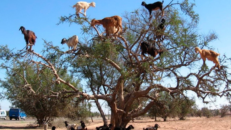 Goats hang on the Diga del Cingino dam in Italy | goats on the dam
