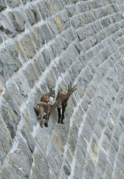 Goats hang on the Diga del Cingino dam in Italy | goats on the dam