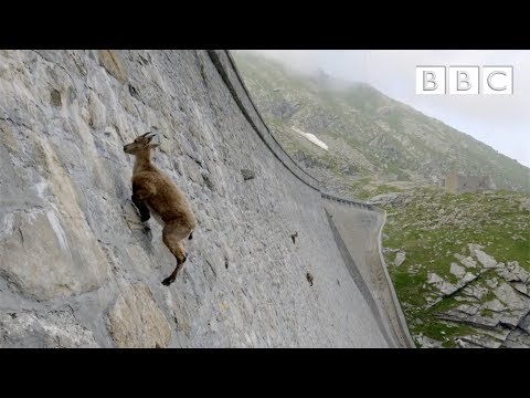 Goats hang on the Diga del Cingino dam in Italy | goats on the dam