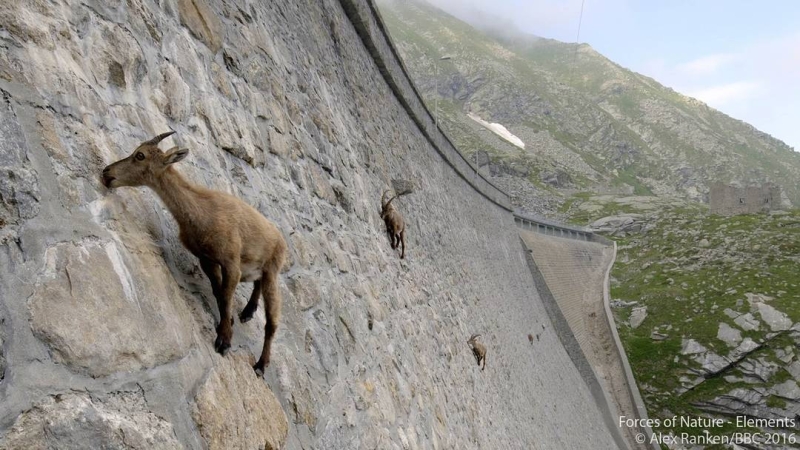 Goats hang on the Diga del Cingino dam in Italy | goats on the dam