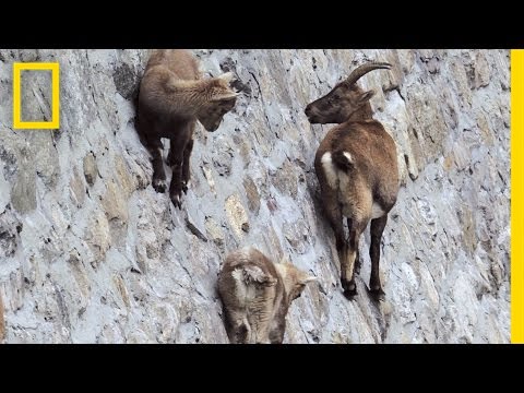 Goats hang on the Diga del Cingino dam in Italy | goats on the dam
