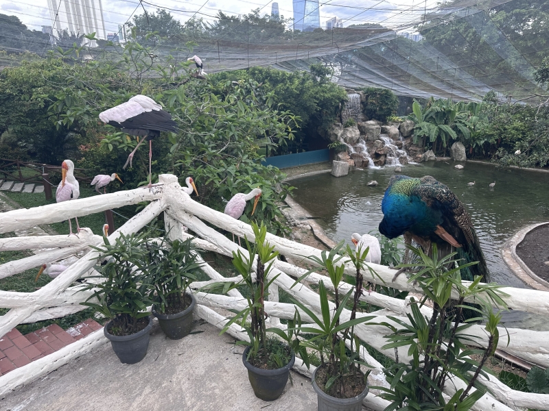 What to see in Kuala Lumpur in 1-6 days: my personal experience