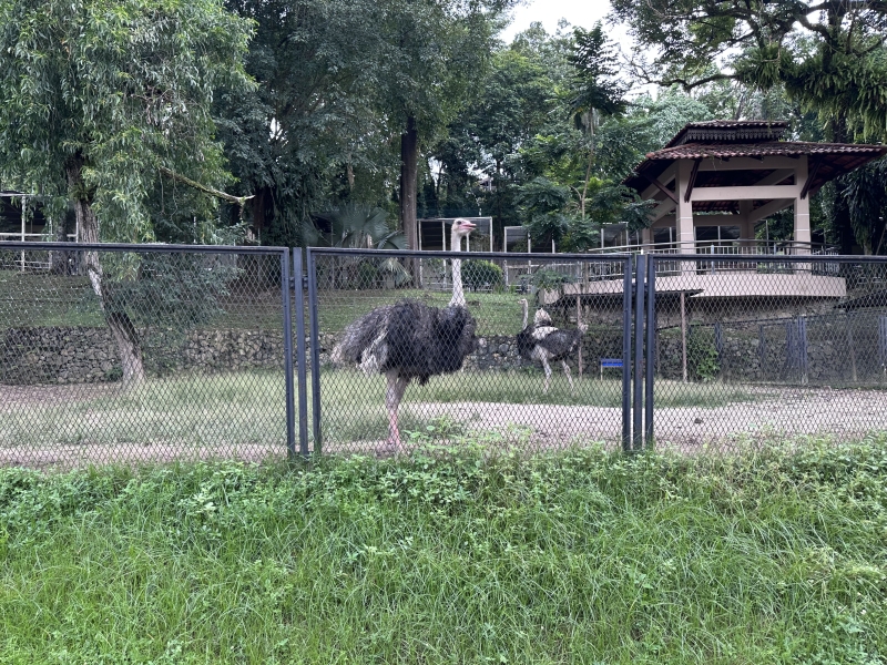 What to see in Kuala Lumpur in 1-6 days: my personal experience