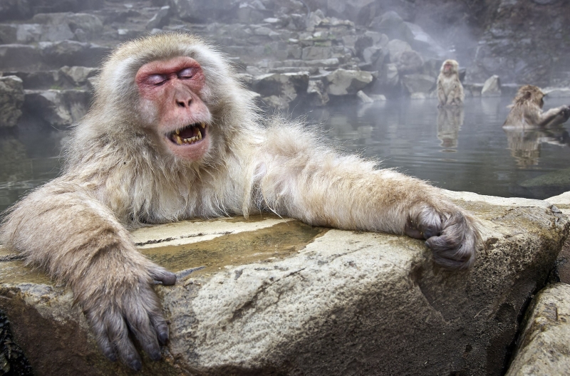 Jigokudani Monkey Park &mdash; where it is located, snow monkeys, how to get there and what to see