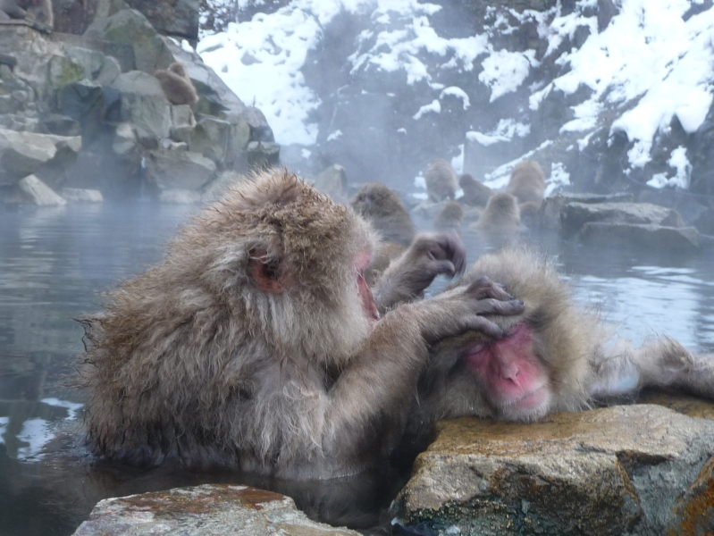 Jigokudani Monkey Park &mdash; where it is located, snow monkeys, how to get there and what to see