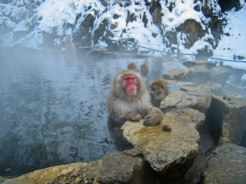 Jigokudani Monkey Park &mdash; where it is located, snow monkeys, how to get there and what to see