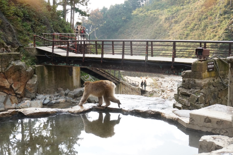 Jigokudani Monkey Park &mdash; where it is located, snow monkeys, how to get there and what to see