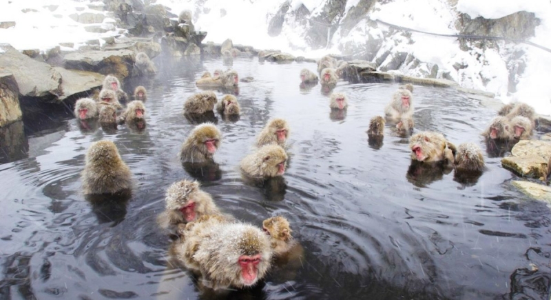 Jigokudani Monkey Park &mdash; where it is located, snow monkeys, how to get there and what to see