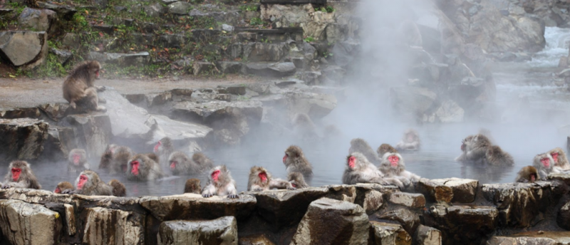 Jigokudani Monkey Park &mdash; where it is located, snow monkeys, how to get there and what to see