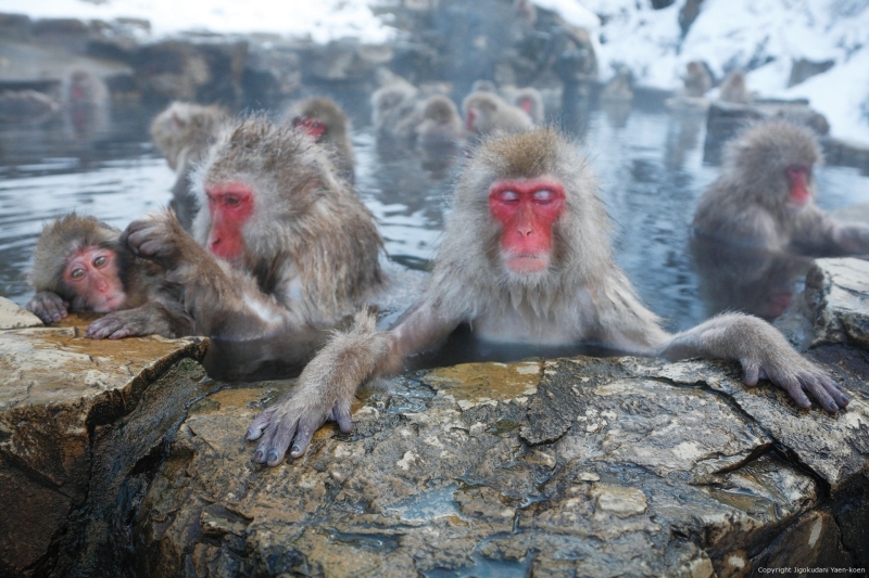 Jigokudani Monkey Park &mdash; where it is located, snow monkeys, how to get there and what to see